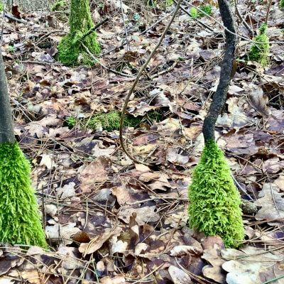 WORKSHOP - Verborgen veerkrachtpad Gerhagen WORKSHOP - Verborgen veerkrachtpad Gerhagen